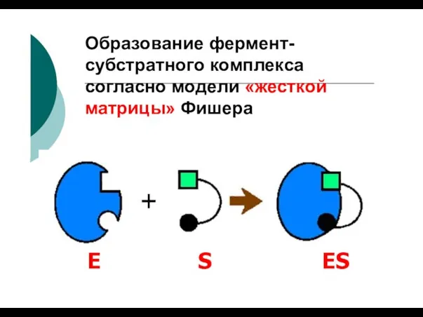 Образование фермент- субстратного комплекса согласно модели «жесткой матрицы» Фишера E S ES