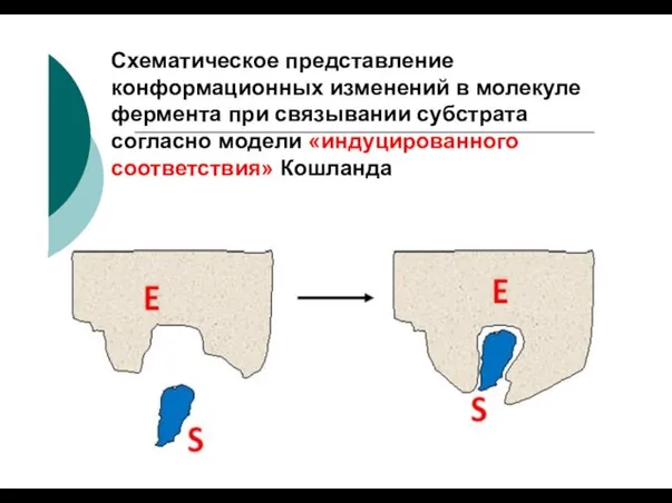 Схематическое представление конформационных изменений в молекуле фермента при связывании субстрата согласно модели «индуцированного соответствия» Кошланда