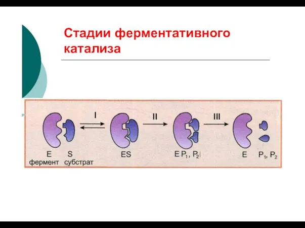 Стадии ферментативного катализа I III II