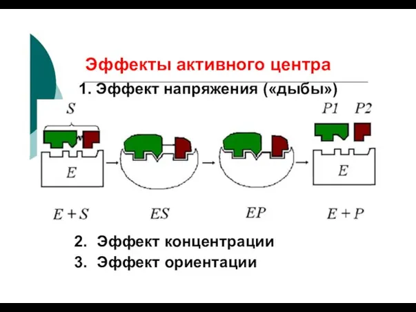 Эффекты активного центра 1. Эффект напряжения («дыбы») Эффект концентрации Эффект ориентации