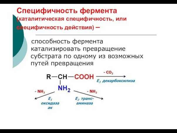 Специфичность фермента (каталитическая специфичность, или специфичность действия) – способность фермента катализировать