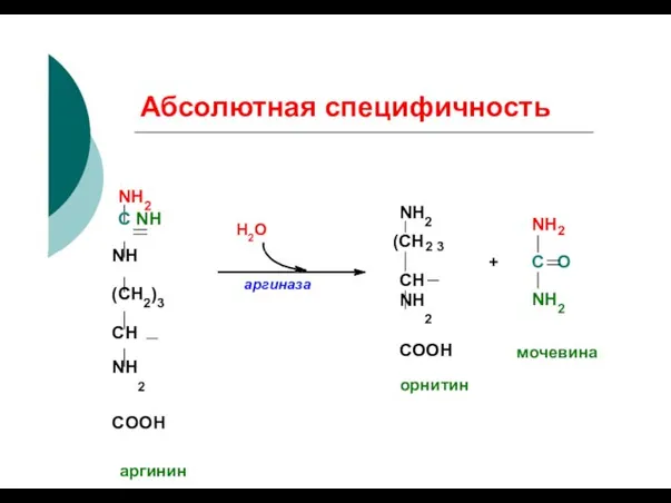 Абсолютная специфичность Н2О NH2 (СН ) 2 3 NH 2 аргиназа