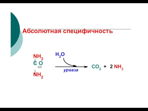 Абсолютная специфичность уреаза Н2О NH2 С O NH2 СО2 + 2 NH3