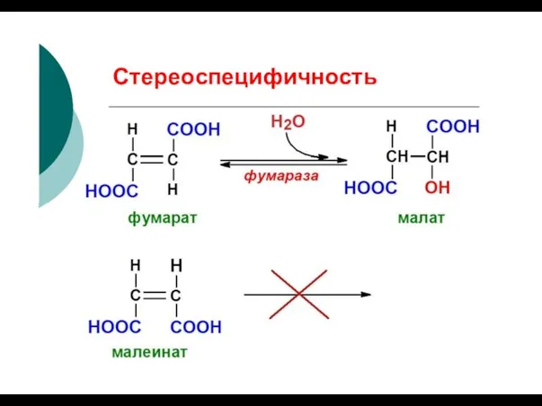 Стереоспецифичность