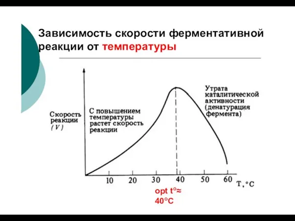 Зависимость скорости ферментативной реакции от температуры opt to≈ 40oC