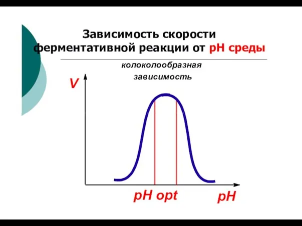 V колоколообразная зависимость Зависимость скорости ферментативной реакции от рН среды pH pH opt