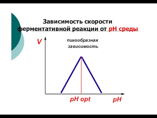 V пикообразная зависимость Зависимость скорости ферментативной реакции от рН среды pH pH opt