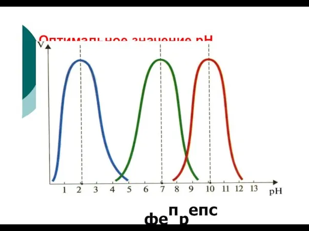 Оптимальное значение рН фепрепсин