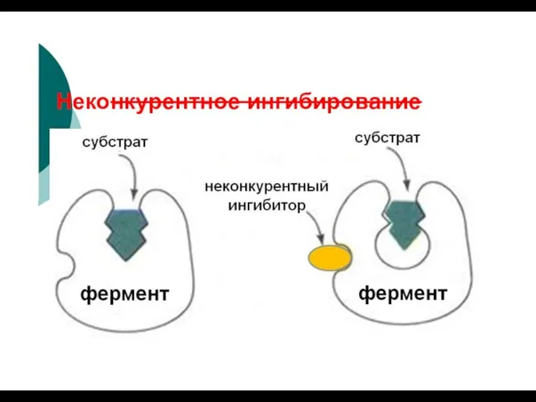 Неконкурентное ингибирование