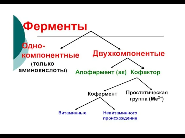 Ферменты Одно- компонентные (только Двухкомпонентые аминокислоты) Апофермент (ак) Кофактор Простетическая группа (Ме2+) Кофермент Витаминные Невитаминного происхождения