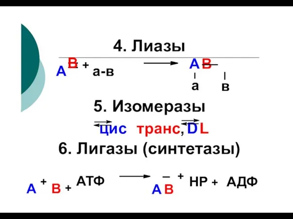 4. Лиазы А В в А В + а-в 6. Лигазы