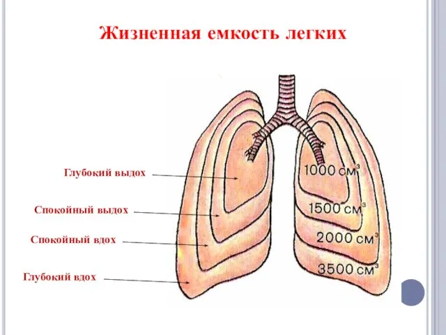 Жизненная емкость легких Глубокий выдох Спокойный выдох Спокойный вдох Глубокий вдох