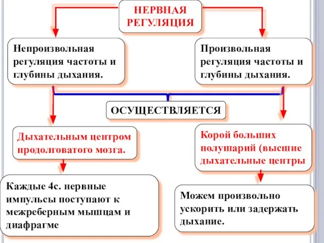 Непроизвольная регуляция частоты и глубины дыхания. ОСУЩЕСТВЛЯЕТСЯ НЕРВНАЯ РЕГУЛЯЦИЯ Произвольная регуляция