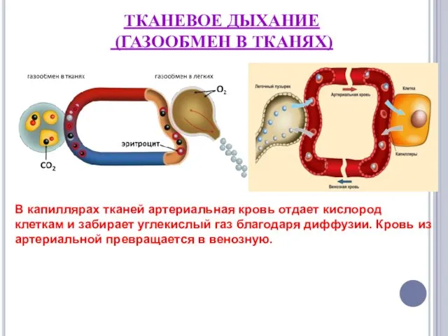 ТКАНЕВОЕ ДЫХАНИЕ (ГАЗООБМЕН В ТКАНЯХ) В капиллярах тканей артериальная кровь отдает