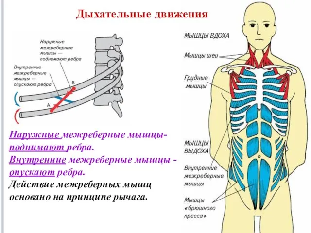 Наружные межреберные мышцы- поднимают ребра. Внутренние межреберные мышцы - опускают ребра.