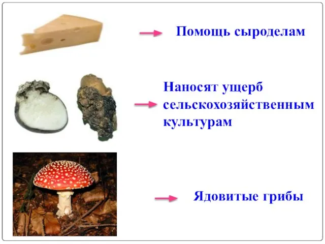 Помощь сыроделам Наносят ущерб сельскохозяйственным культурам Ядовитые грибы