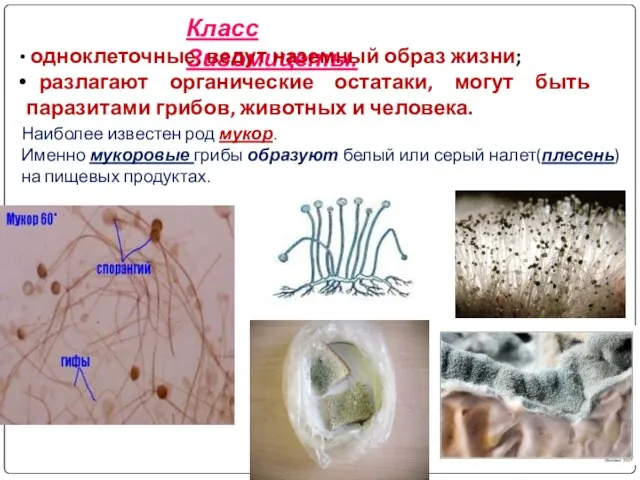 Класс Зигомицеты. одноклеточные, ведут наземный образ жизни; разлагают органические остатаки, могут