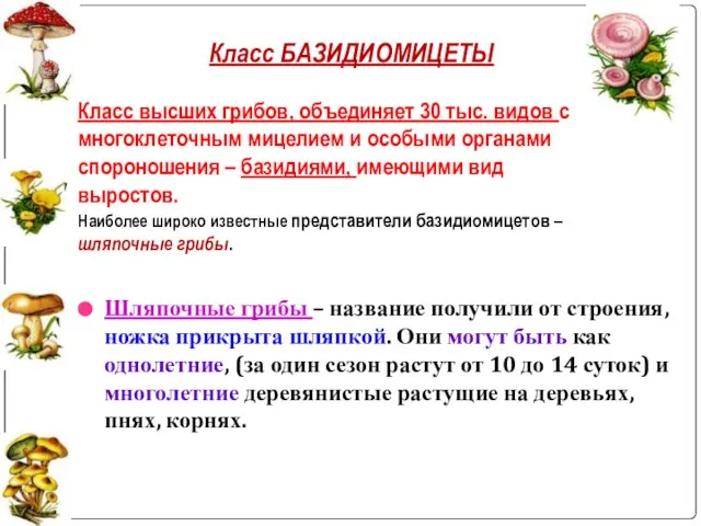 Шляпочные грибы – название получили от строения, ножка прикрыта шляпкой. Они