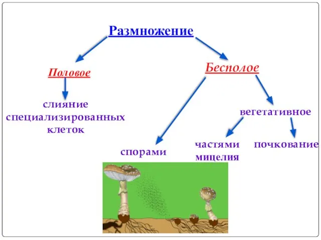 Размножение Половое Бесполое слияние специализированных клеток спорами вегетативное частями мицелия почкование