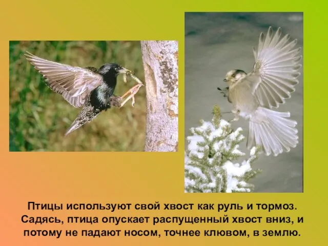 Птицы используют свой хвост как руль и тормоз. Садясь, птица опускает