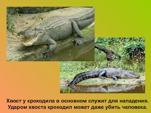 Хвост у крокодила в основном служит для нападения. Ударом хвоста крокодил может даже убить человека.