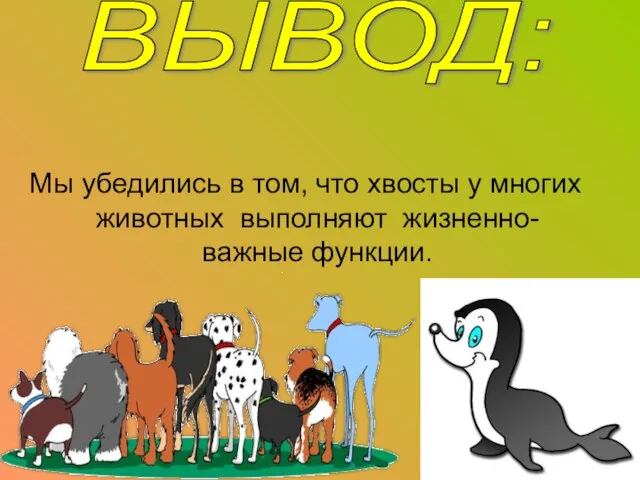 Мы убедились в том, что хвосты у многих животных выполняют жизненно-важные функции. ВЫВОД: