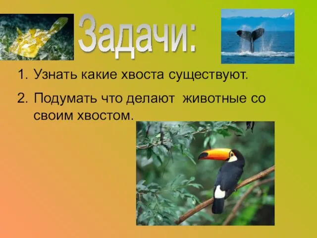 Задачи: Узнать какие хвоста существуют. Подумать что делают животные со своим хвостом.