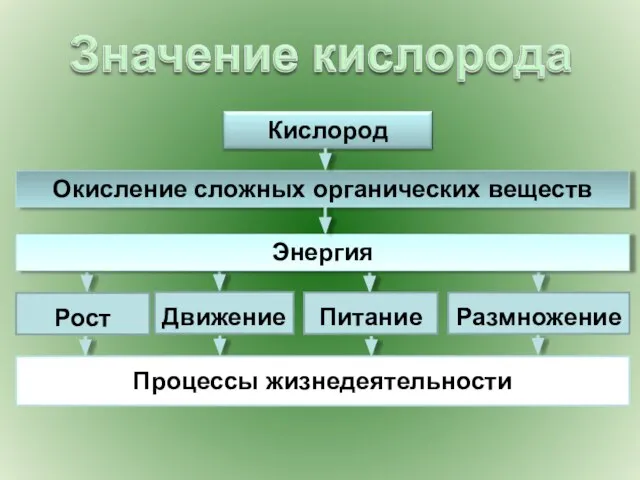 Рост Движение Питание Размножение Процессы жизнедеятельности Окисление сложных органических веществ Энергия