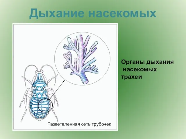 Дыхание насекомых Органы дыхания насекомых трахеи Разветвленная сеть трубочек