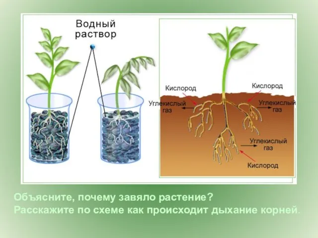 Объясните, почему завяло растение? Расскажите по схеме как происходит дыхание корней.