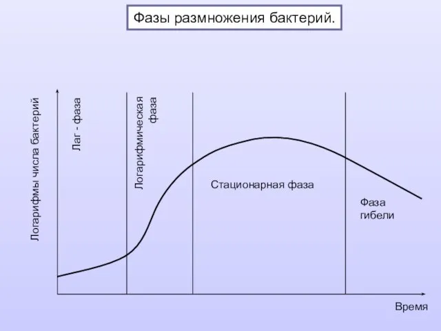 Фазы размножения бактерий. Логарифмы числа бактерий Лаг - фаза Логарифмическая фаза Стационарная фаза Фаза гибели Время