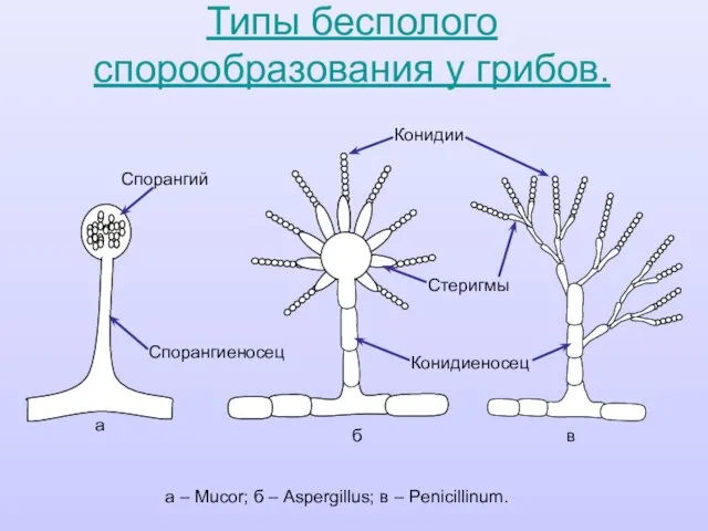 Типы бесполого спорообразования у грибов. а б в а – Mucor;