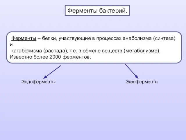 Ферменты бактерий. Ферменты – белки, участвующие в процессах анаболизма (синтеза) и