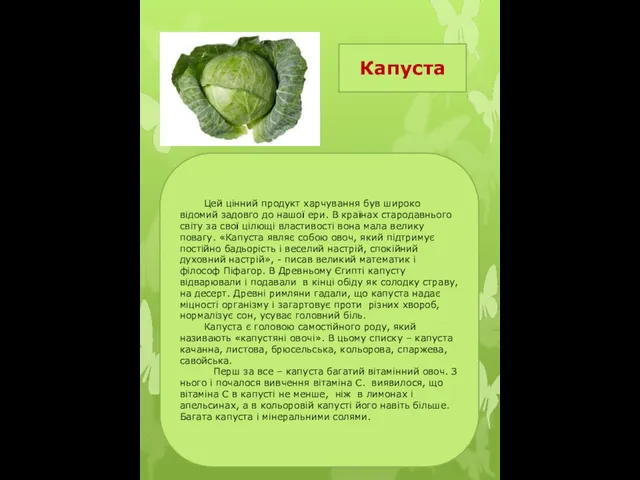 Капуста Цей цінний продукт харчування був широко відомий задовго до нашої