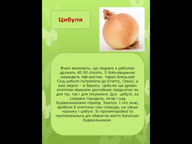 Цибуля Вчені вважають, що людина з цибулею дружить 40-50 століть. Її