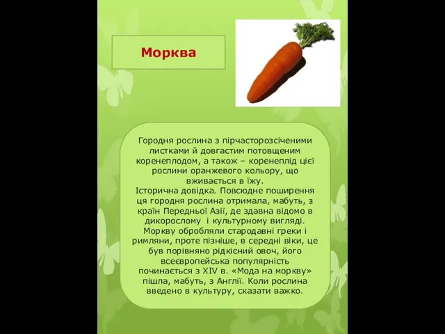 Морква Городня рослина з пірчасторозсіченими листками й довгастим потовщеним коренеплодом, а