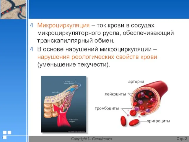 * Copyright L. Gerasimova Стр. Микроциркуляция – ток крови в сосудах
