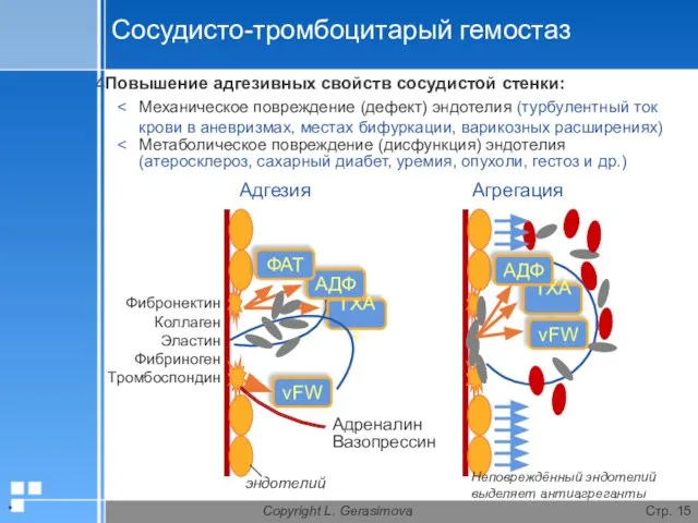 * Copyright L. Gerasimova Стр. Сосудисто-тромбоцитарый гемостаз Повышение адгезивных свойств сосудистой