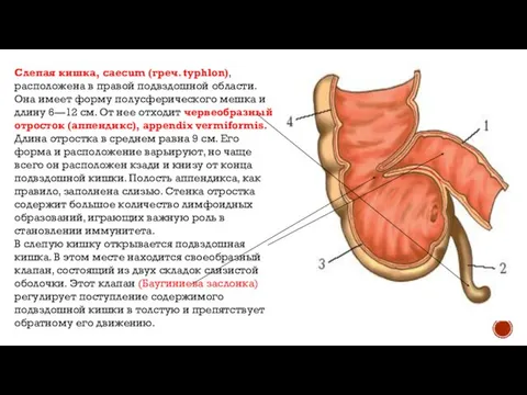 Слепая кишка, caecum (греч. typhlon), расположена в правой подвздошной области. Она