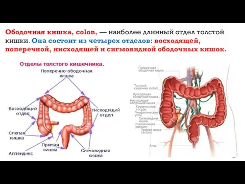 Ободочная кишка, colon, — наиболее длинный отдел толстой кишки. Она состоит