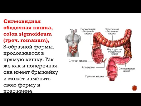 Сигмовидная ободочная кишка, colon sigmoideum (греч. romanum), S-образной формы, продолжается в