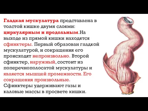 Гладкая мускулатура представлена в толстой кишке двумя слоями: циркулярным и продольным.На