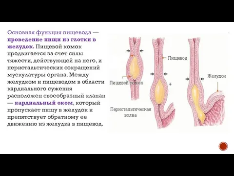 Основная функция пищевода — проведение пищи из глотки в желудок. Пищевой