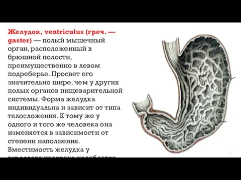 Желудок, ventriculus (греч. — gaster) — полый мышечный орган, расположенный в