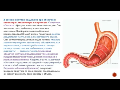 В стенке желудка выделяют три оболочки: слизистую, мышечную и серозную. Слизистая