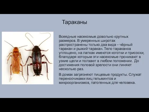 Тараканы Всеядные насекомые довольно крупных размеров. В умеренных широтах распространены только