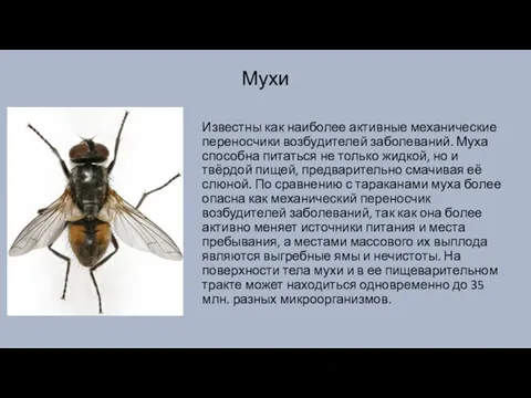 Мухи Известны как наиболее активные механические переносчики возбудителей заболеваний. Муха способна