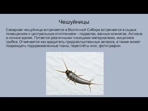 Чешуйницы Сахарная чешуйница встречается в Восточной Сибири встречается в сырых помещениях