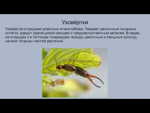 Уховёртки Уховёртка огородная довольно влаголюбива. Поедает различные пищевые остатки, вредит хранящимся