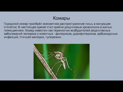Комары Городской комар приобрёл всесветное распространение лишь в минувшее столетие. В